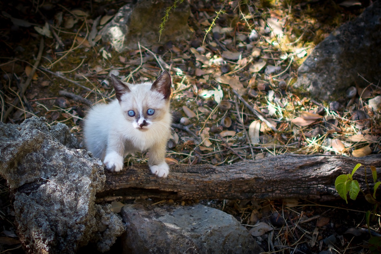 流放之路猫甲，探索游戏装备的奥秘