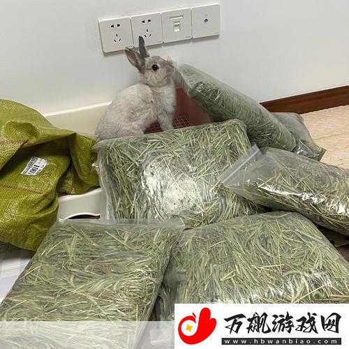 老公每天晚上吃小兔兔对身体好吗