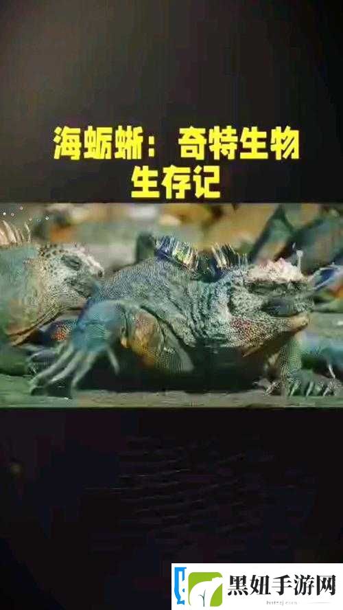 民工大头龟的奇特生存故事